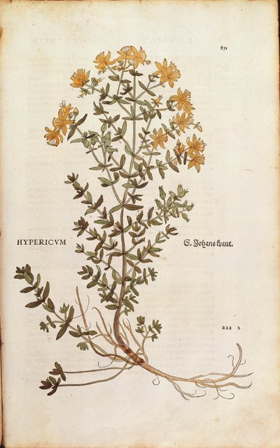 Johannesurt (Hypericum perforatum) av Leonhart Fuchs fra De historia stirpium commentarii insignes (Bemerkelsesverdige kommentarer om plantens historie) farget gravering av Leonhard Fuchs