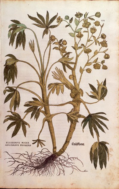 Stinking Hellebore eller Dungwort - Helleborus foetidus (Helleborus niger adulterinus sylvestris) av Leonhart Fuchs fra De historia stirpium commentarii insignes (Bemerkelsesverdige kommentarer om plantens historie), farget gravering av Leonhard Fuchs