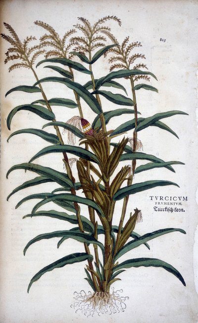 Turkish Grain (Mis) - i ""The History of the Races of Notable Commentarars"" av Leonhart Fuchs av Leonhard Fuchs