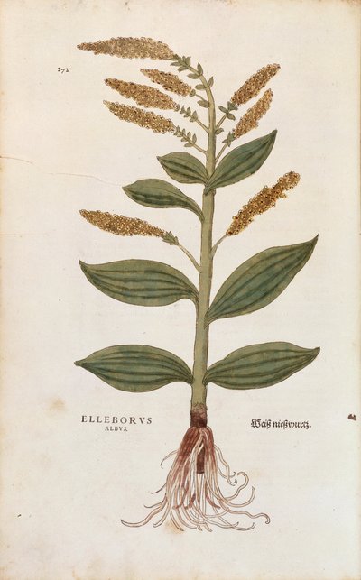 White Hellebore - Veratrum-album (Elleborus albus) av Leonhart Fuchs fra De historia stirpium commentarii insignes (Notable Commentarars on the History of Plants), farget gravering av Leonhard Fuchs