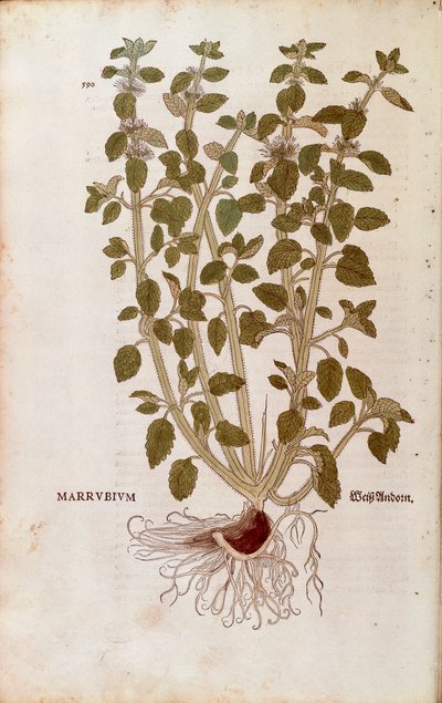 White Horehound (Marrubium vulgare) av Leonhart Fuchs fra De historia stirpium commentarii insignes (Bemerkelsesverdige kommentarer om plantens historie) farget gravering av Leonhard Fuchs