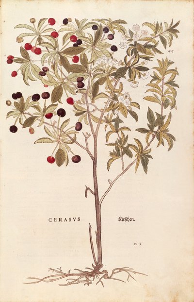 Villkirsebær - Prunus avium (Cerasus) av Leonhart Fuchs fra De historia stirpium commentarii insignes (Bemerkelsesverdige kommentarer om plantens historie) farget gravering av Leonhard Fuchs