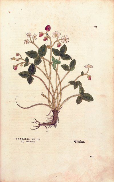 Woodland strawberry - Fragaria vesca (Fragaria maior et minor) av Leonhart Fuchs fra De historia stirpium commentarii insignes (Bemerkelsesverdige kommentarer om plantens historie), farget gravering av Leonhard Fuchs