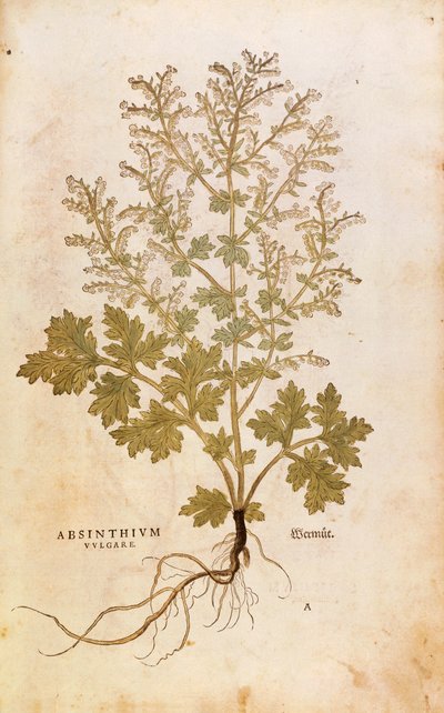 Malurt - Artemisia absinthium (Absinthium vulgare) av Leonhart Fuchs fra De historia stirpium commentarii insignes (Bemerkelsesverdige kommentarer om plantens historie), farget gravering av Leonhard Fuchs