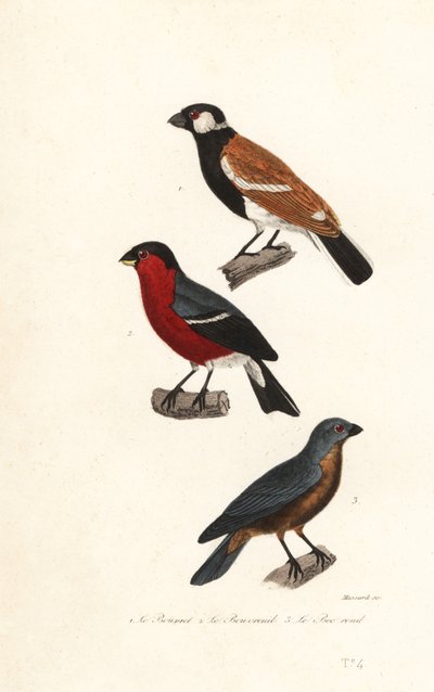 Reunion bullfinch arter, Eurasian bullfinch og blå grosbeak. av Leopold Massard