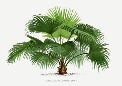  av Les Palmiers Histoire Iconographique