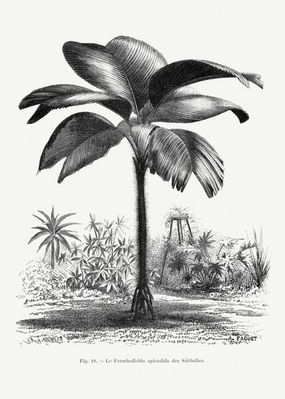  av Les Palmiers Histoire Iconographique