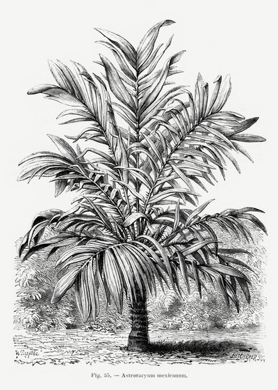  av Les Palmiers Histoire Iconographique