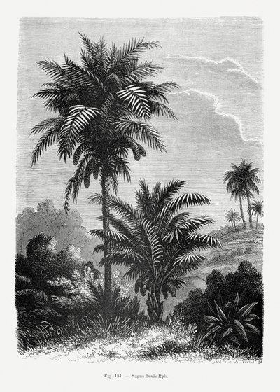  av Les Palmiers Histoire Iconographique