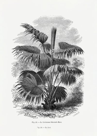  av Les Palmiers Histoire Iconographique