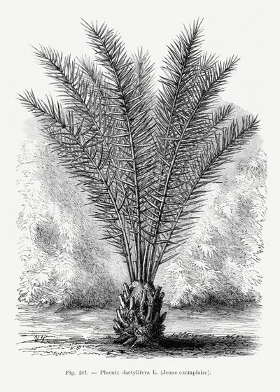 av Les Palmiers Histoire Iconographique