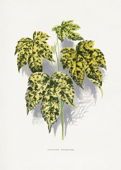  av Les Plantes a Feuillage Colore