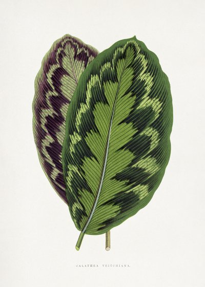  av Les Plantes a Feuillage Colore