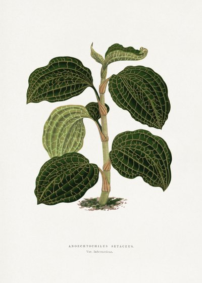  av Les Plantes a Feuillage Colore