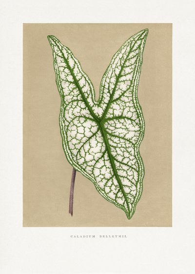  av Les Plantes a Feuillage Colore