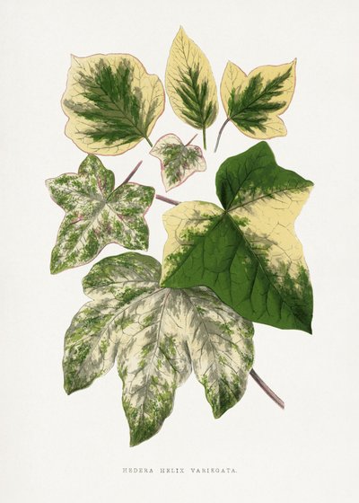  av Les Plantes a Feuillage Colore