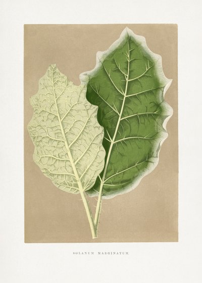  av Les Plantes a Feuillage Colore