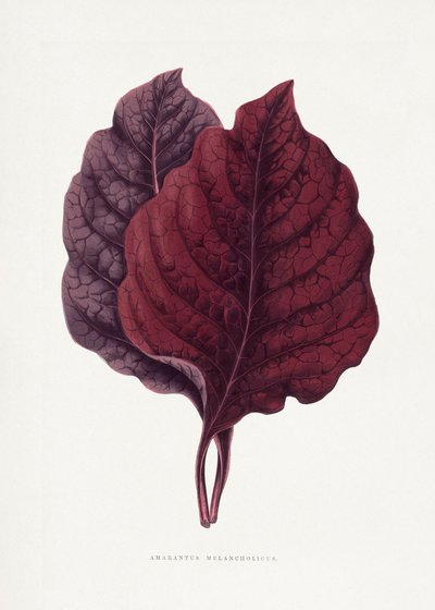  av Les Plantes a Feuillage Colore