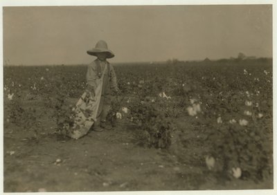 5 år gamle Willie Hesse plukker 15 pund bomull om dagen på foreldrenes 80 mål store gård nær West, Texas, 1913 av Lewis Wickes Hine