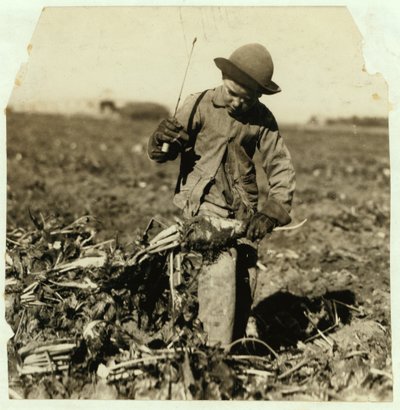 Alex Reiber på 7 år fortsetter å toppe sukkerroer etter å ha "kroket" kneet, nær Sterling, Colorado, 1915 av Lewis Wickes Hine