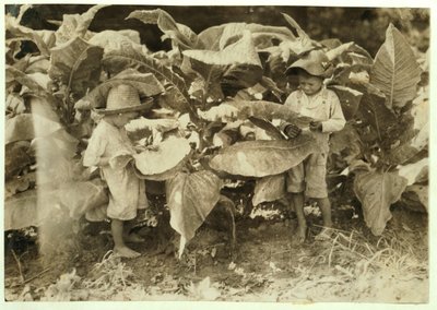 Amos 6 og Horace 4 orme- og sugetobakksplanter hele dagen for faren John Neal i Warren County, Albaton, Kentucky, 1916 av Lewis Wickes Hine