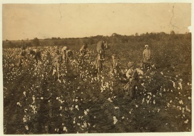 Familie plukker bomull nær McKinney, Texas, 1913 av Lewis Wickes Hine