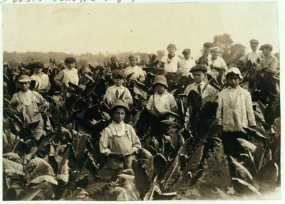 Goodrich Tobacco Farm, nær Gildersleeve, Connecticut, 1917 av Lewis Wickes Hine
