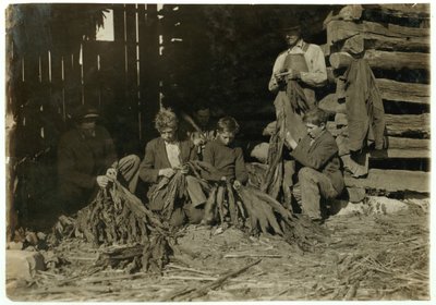 Sønner av J.H. Burch i alderen 12, 14 og 17 år som stripper tobakk i skoletiden i Warren County, Rockfield, Kentucky, 1916 av Lewis Wickes Hine
