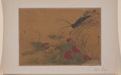 Gresshoppe på stein av Liang Wen