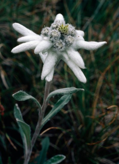 Edelweiss (bilde) av Unbekannt Unbekannt