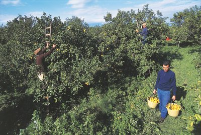 Høsting av bergamott, Calabria, Italia (bilde) av Unbekannt Unbekannt
