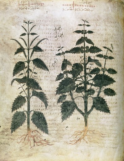 Herbals Nettles (orties), 6. århundre av Unbekannt Unbekannt