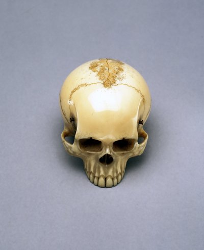 Modell av en hodeskalle, sannsynligvis en netsuke, japansk av Unbekannt Unbekannt