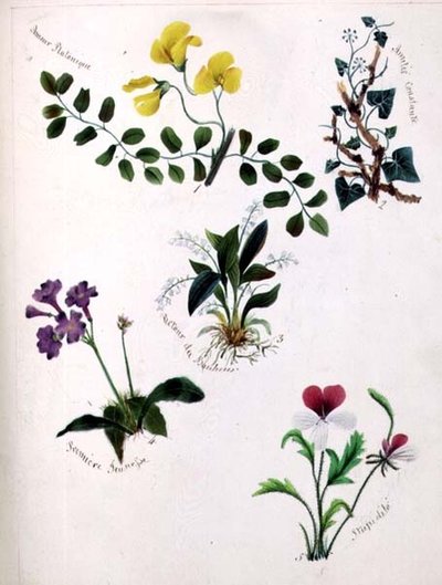 Ville blomster (side fra en skissebok med vers) av Lili Cartwright