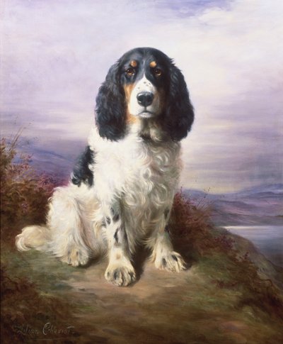 Royal, en tri-farget Working Springer Spaniel av Lilian Cheviot