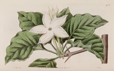 Gardenia i nærheten av Lindley
