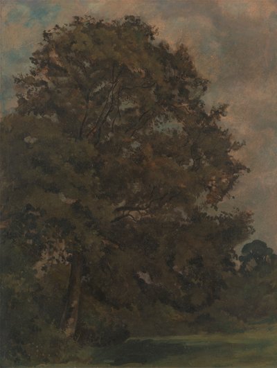 Studie av et asketre av Lionel Constable