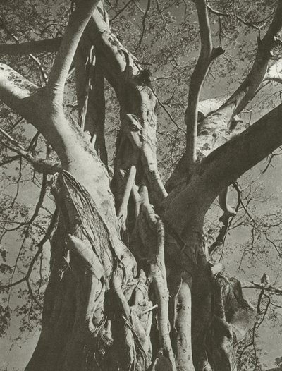 Banyan-tre (s/hvitt-bilde) av Lionel Wendt