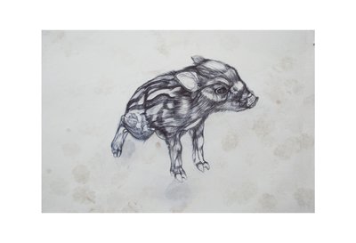 Lille gris, 2015, (bic biro på papir) av Lou Gibbs