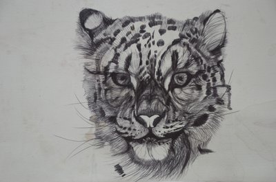 Snow Leopard, 2016, (bic biro på papir) av Lou Gibbs