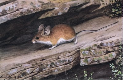 Big Eared Pinion Mouse representerer den hvitfotede klanen i de robuste kløftene i sørvest av Louis Agassiz Fuertes