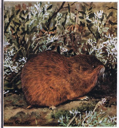 Brown Lemming, en tettsittende gnager som lever i en honningkake av tunneler av Louis Agassiz Fuertes