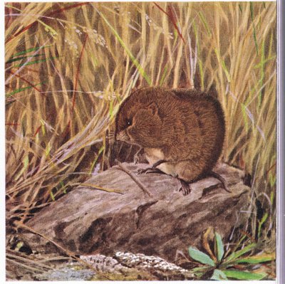 Field Mouse eller Vole, alltid årvåkne, undersøker motorveien hans gjennom en sammenfiltret gressskog av Louis Agassiz Fuertes