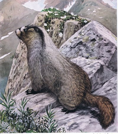 Hoary Marmot alltid årvåken, signaliserer fare med høye fløyter av Louis Agassiz Fuertes