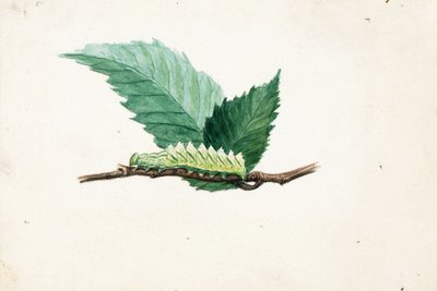  av Louis Agassiz Fuertes