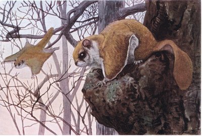 Southern Flying Squirrel har glidende membraner av Louis Agassiz Fuertes