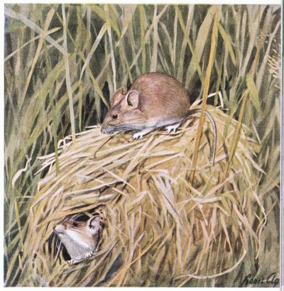 Western Harvest Mouse lever og hekker i et gresskledd reir av Louis Agassiz Fuertes