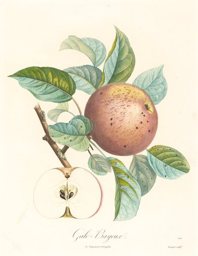 Galo Bayeux av Louis Bocquet