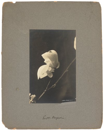 Tiffany Studios, ca. 1898-1920 (fotografi s/h) av Louis Comfort Tiffany