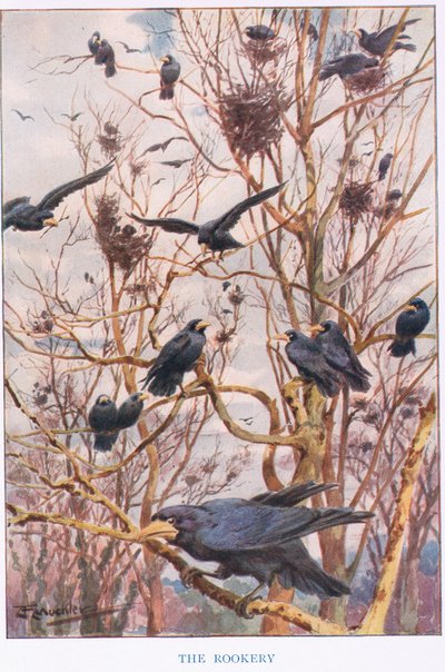 The Rookery, illustrasjon fra 